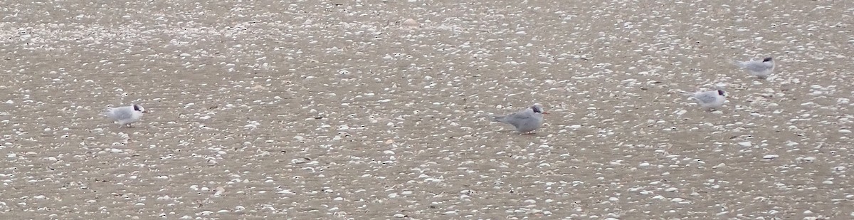 Black-fronted Tern - ML617642200