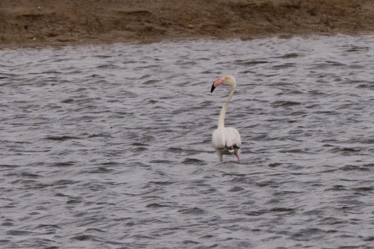 Greater Flamingo - John Bruin