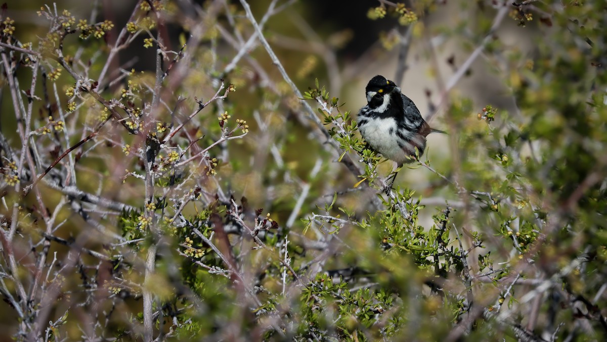 Black-throated Gray Warbler - ML617642258