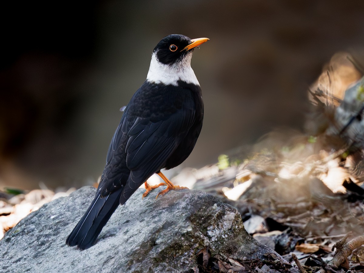 White-collared Blackbird - ML617642300