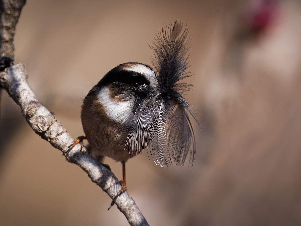 White-throated Tit - ML617642330