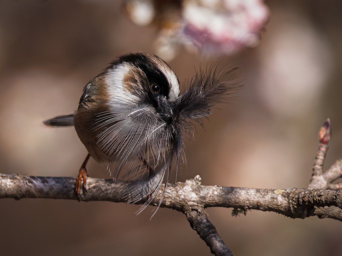 White-throated Tit - ML617642331