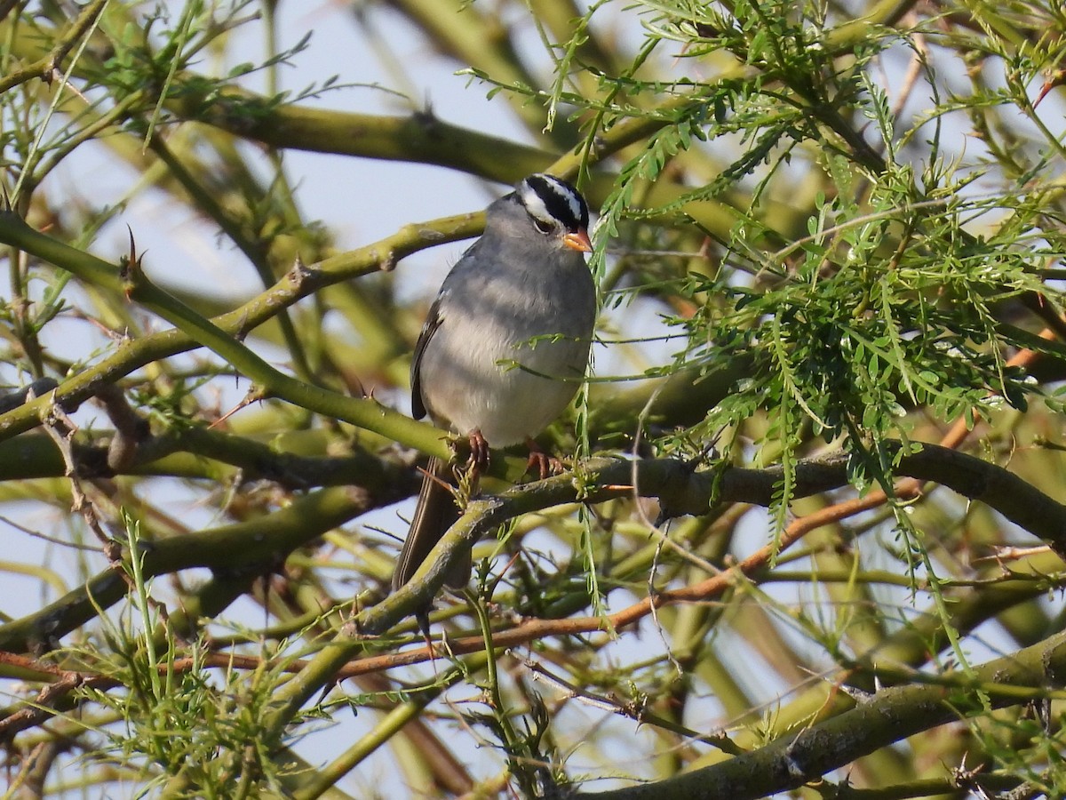 White-crowned Sparrow - ML617642345