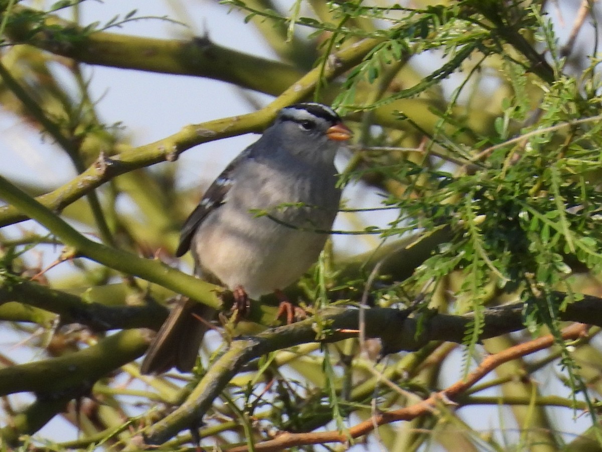 White-crowned Sparrow - ML617642346