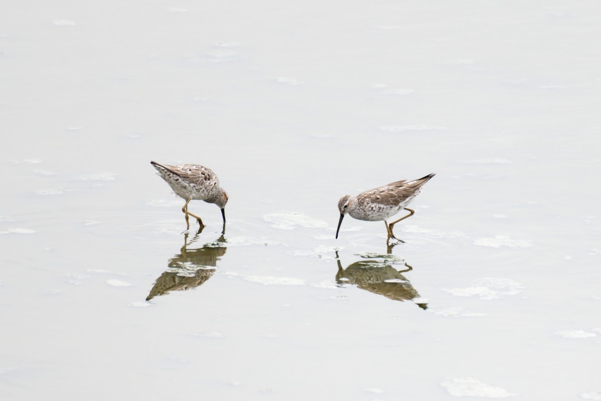 Stilt Sandpiper - ML617642376