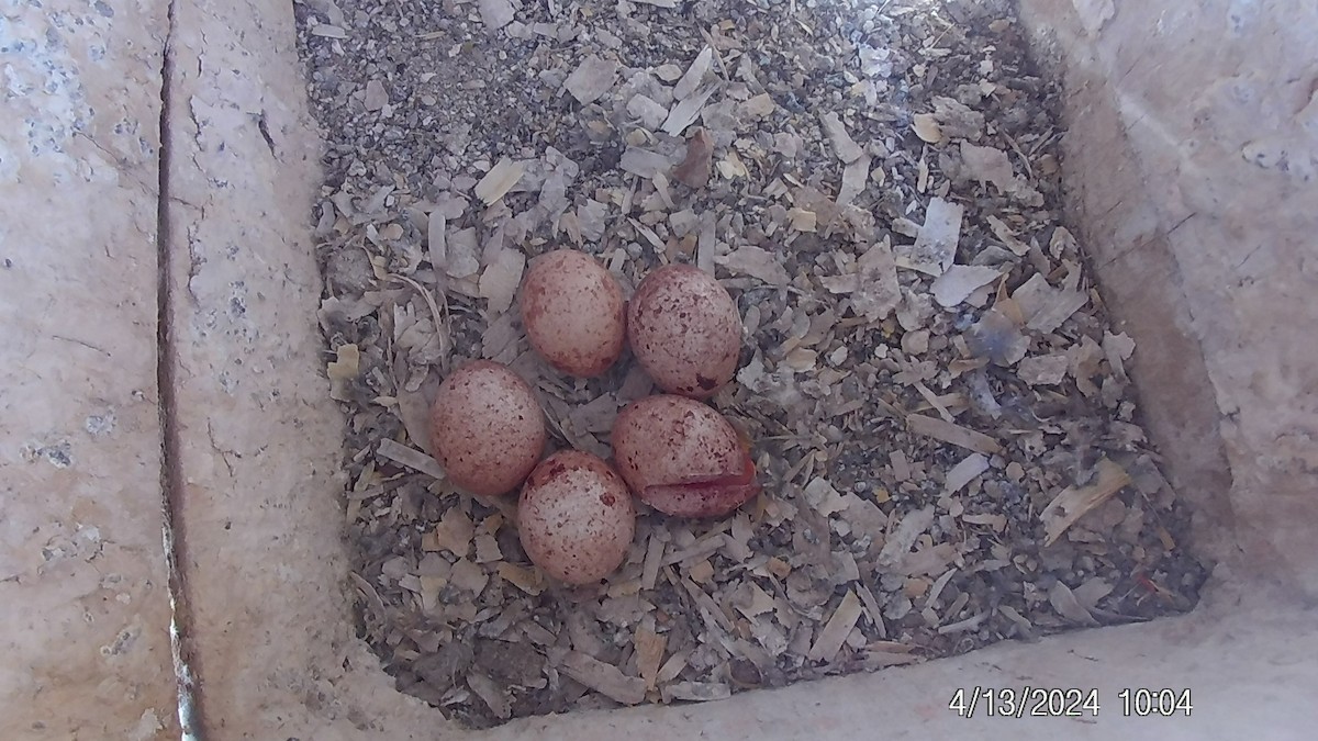 American Kestrel - ML617642377