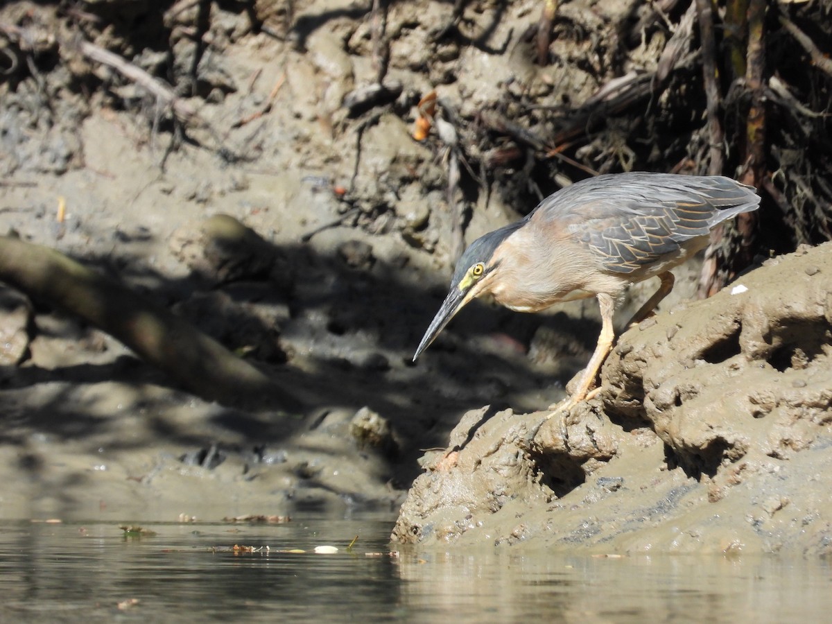 Striated Heron - Bryan Baker