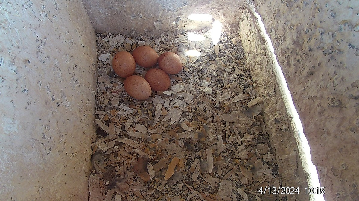 American Kestrel - ML617642412