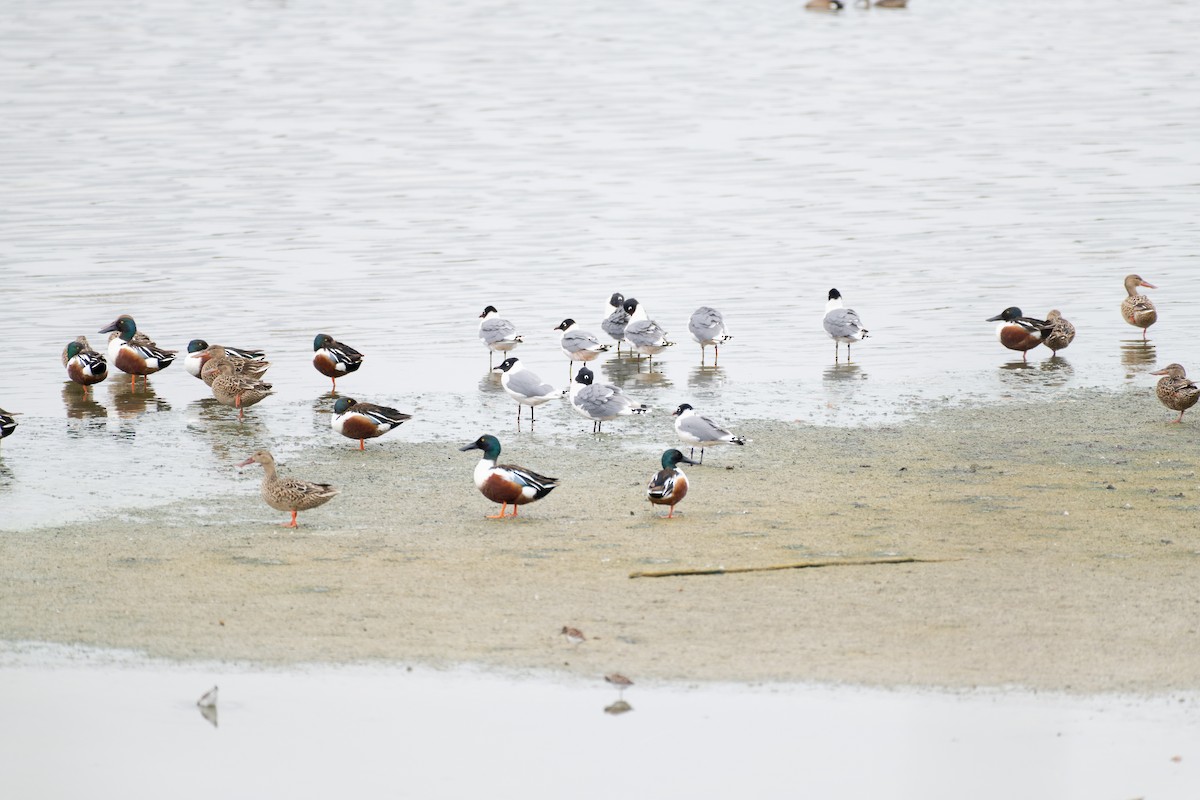 Northern Shoveler - ML617642439