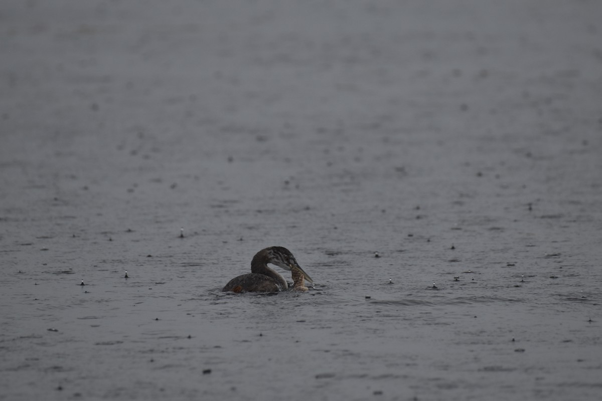 Great Grebe - ML617642488