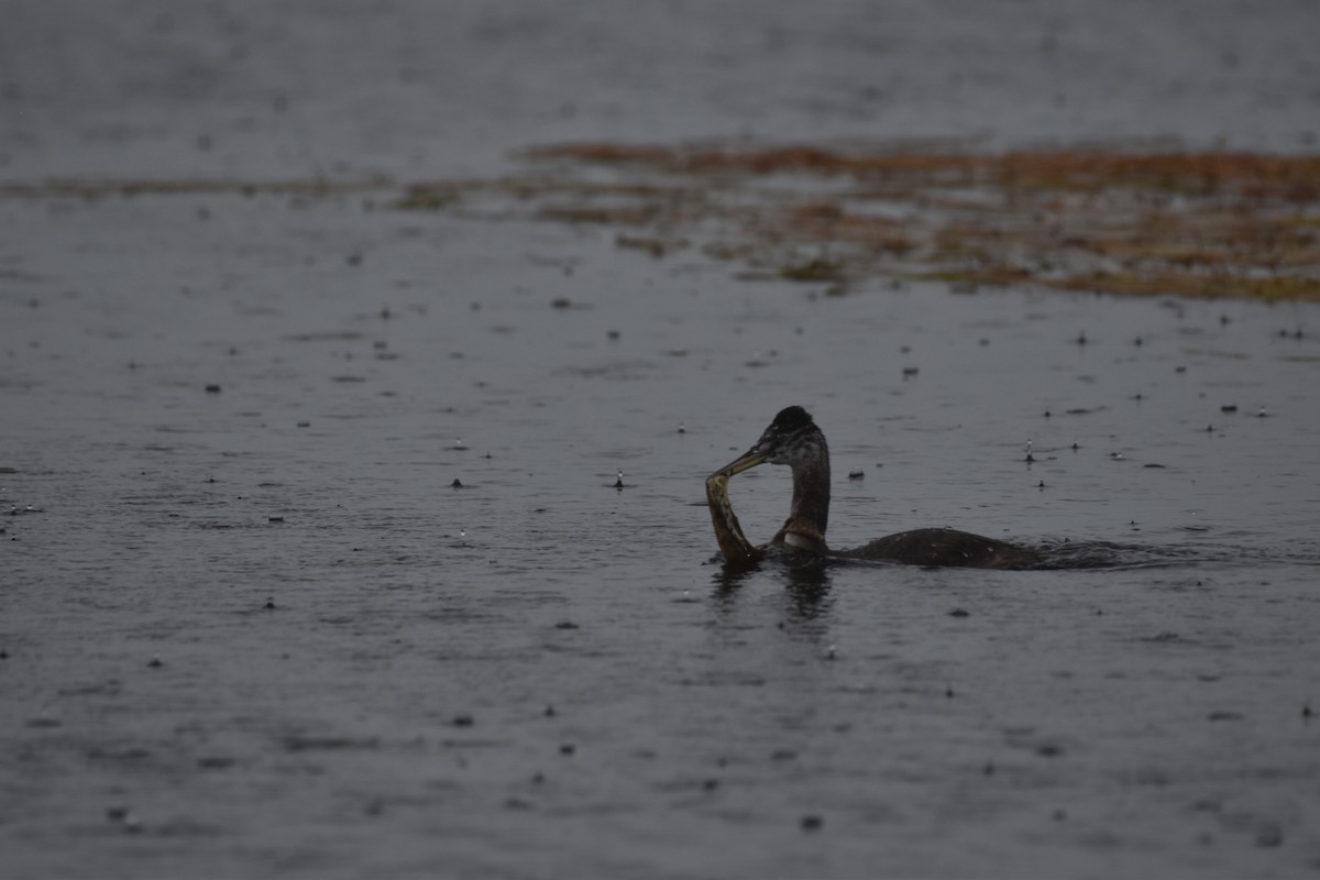 Great Grebe - ML617642489