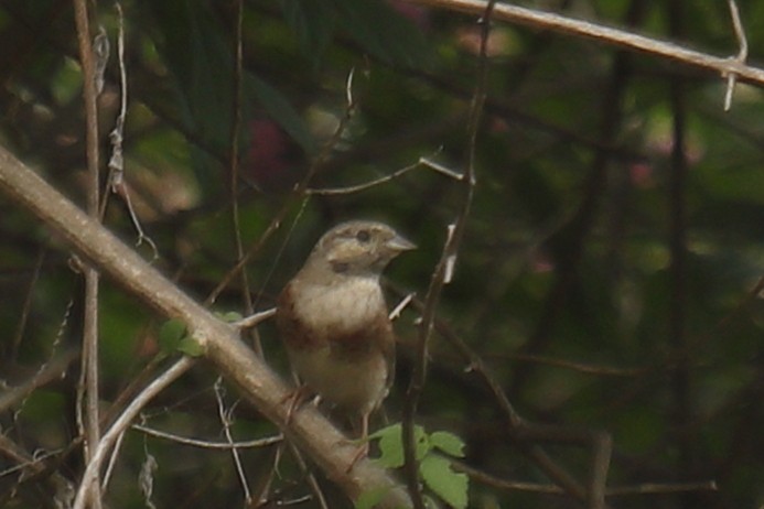 White-capped Bunting - ML617642553