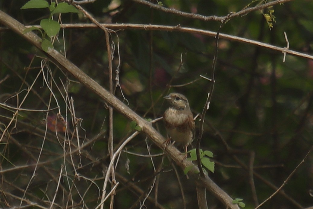 White-capped Bunting - ML617642555