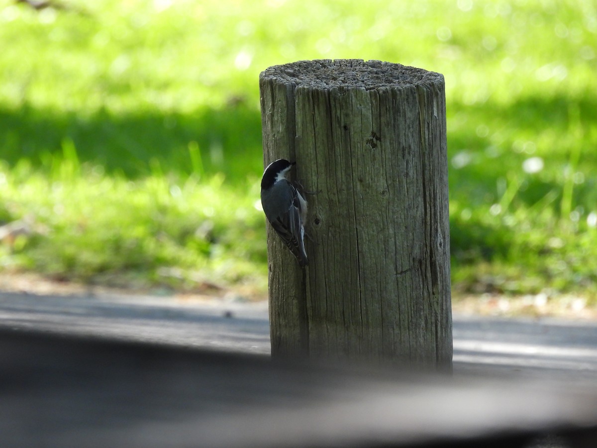 White-breasted Nuthatch - Susan Sugahara