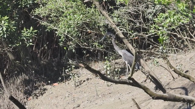 Great-billed Heron - ML617642575