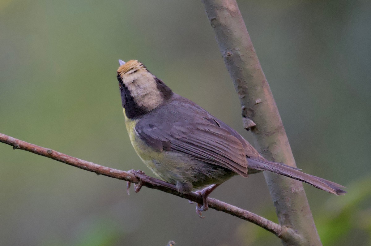 Pale-naped Brushfinch - ML617642602