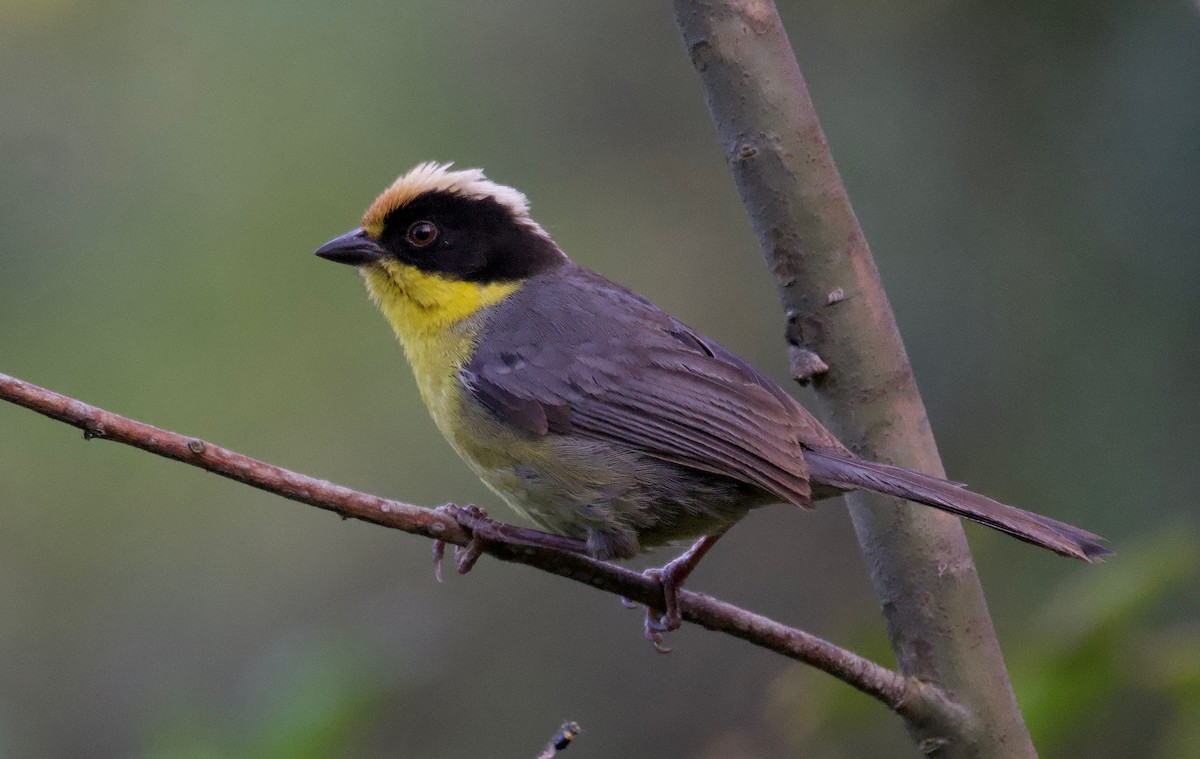 Pale-naped Brushfinch - Ken Rosenberg