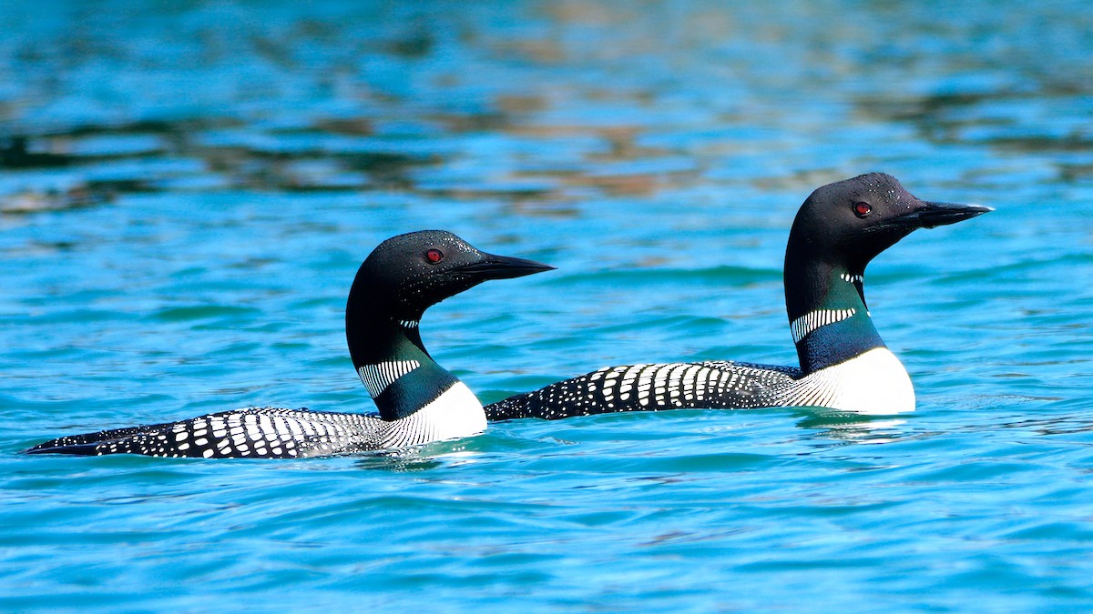 Common Loon - Mike Melton