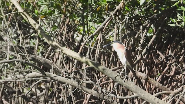 Nankeen Night Heron - ML617642629