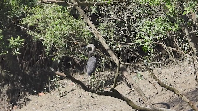 Great-billed Heron - ML617642634