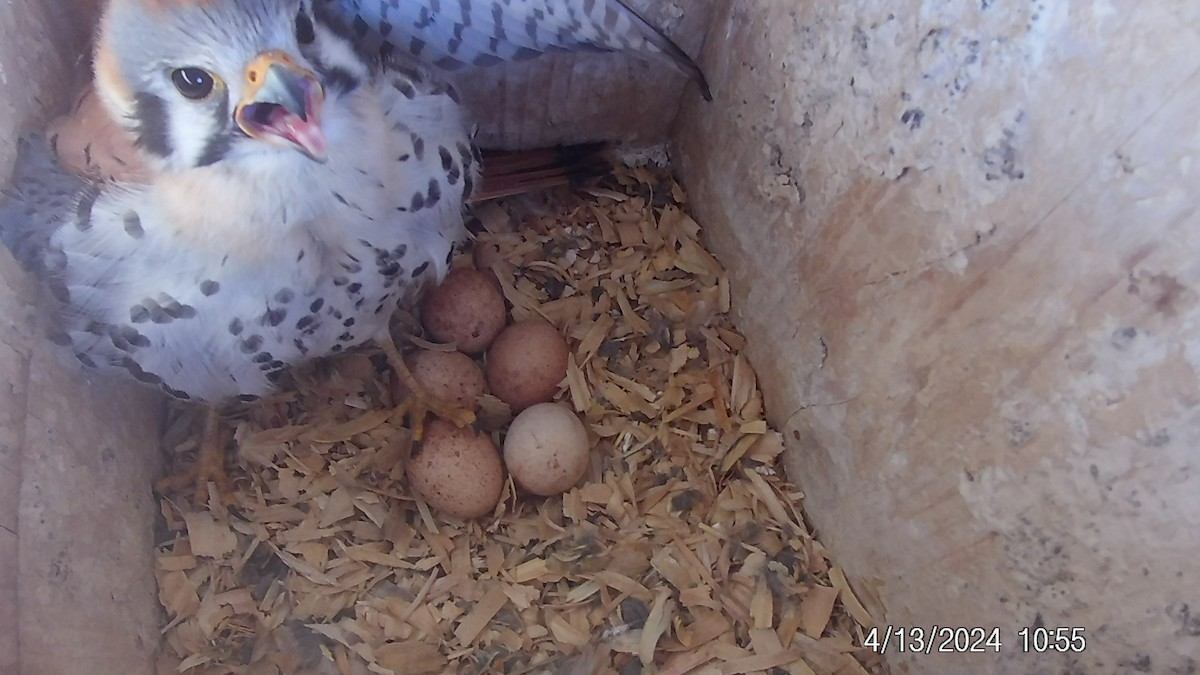 American Kestrel - ML617642651
