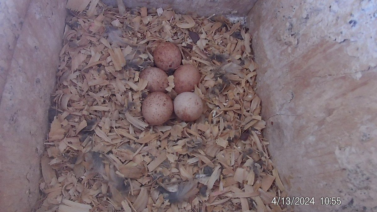 American Kestrel - ML617642652