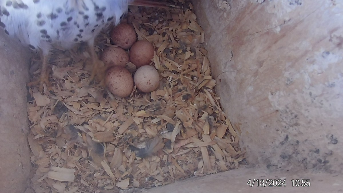 American Kestrel - ML617642653