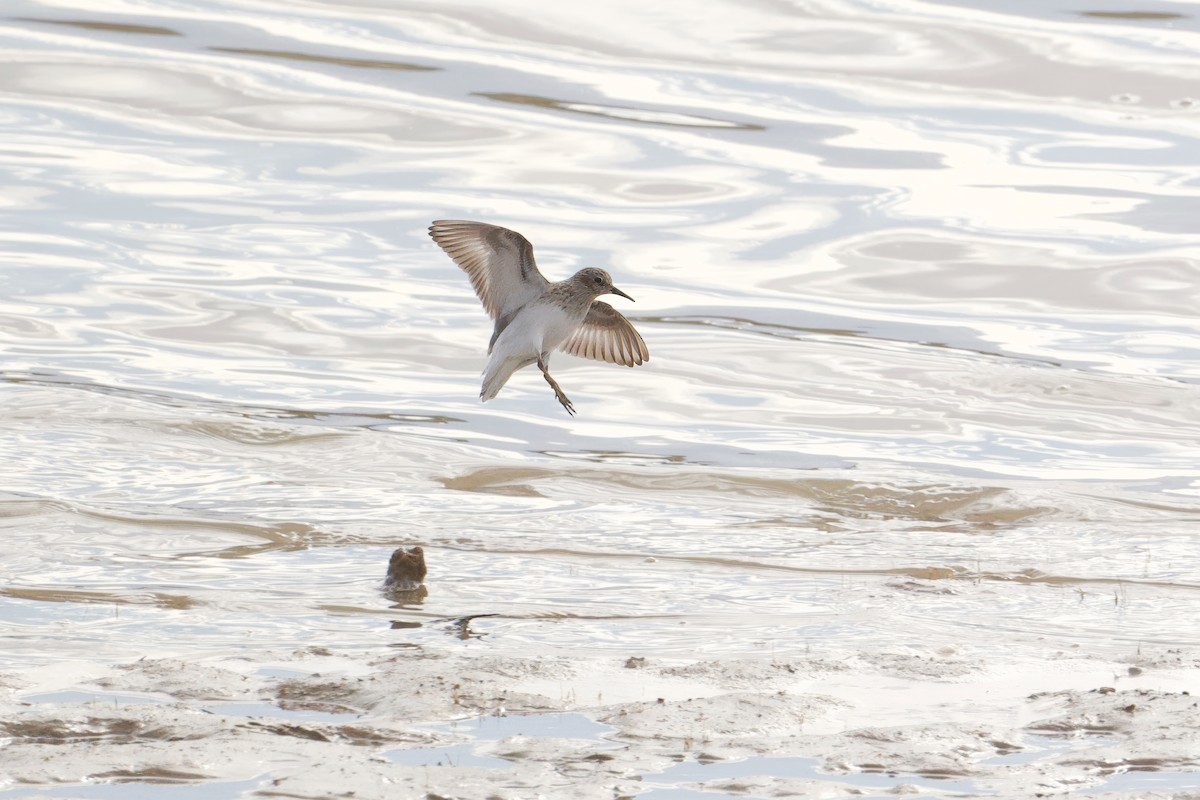 Least Sandpiper - Bill Schneider