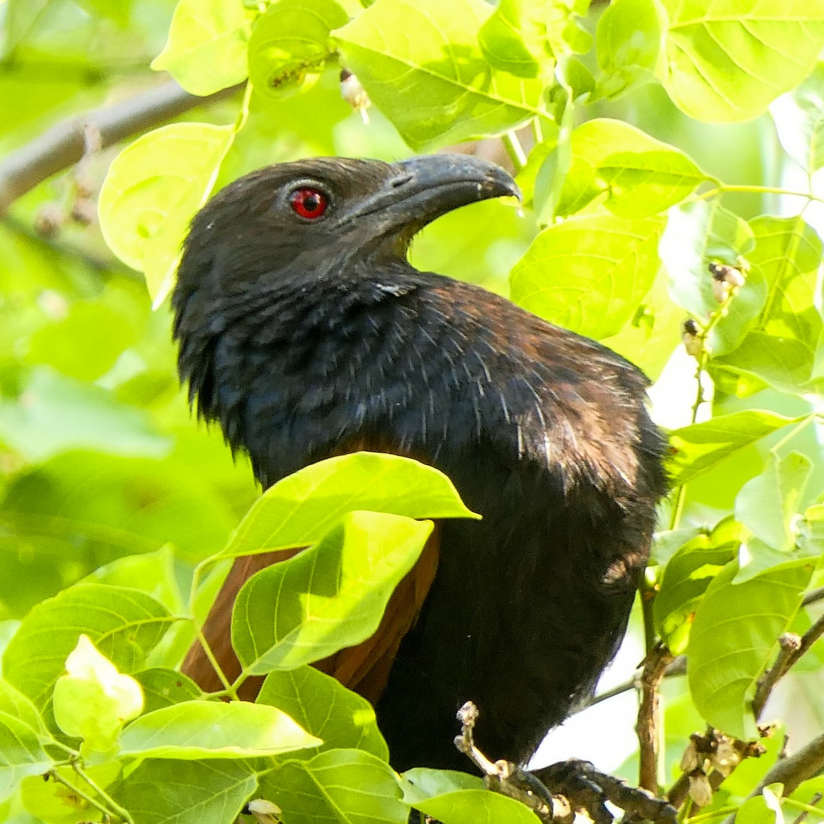 Greater Coucal (Southern) - Bijoy Venugopal