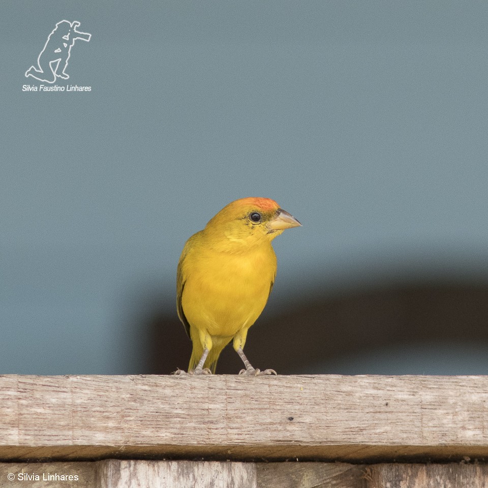 Orange-fronted Yellow-Finch - Silvia Faustino Linhares
