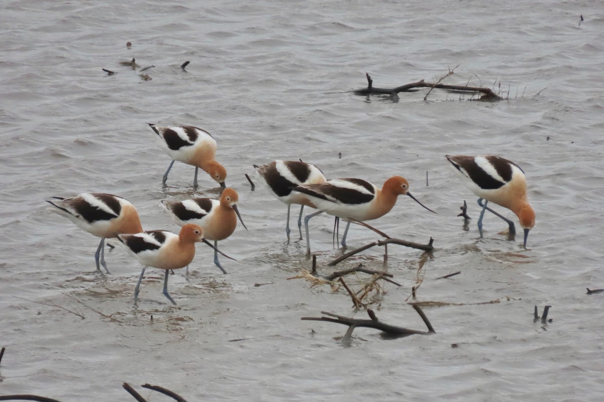 Avocette d'Amérique - ML617642719