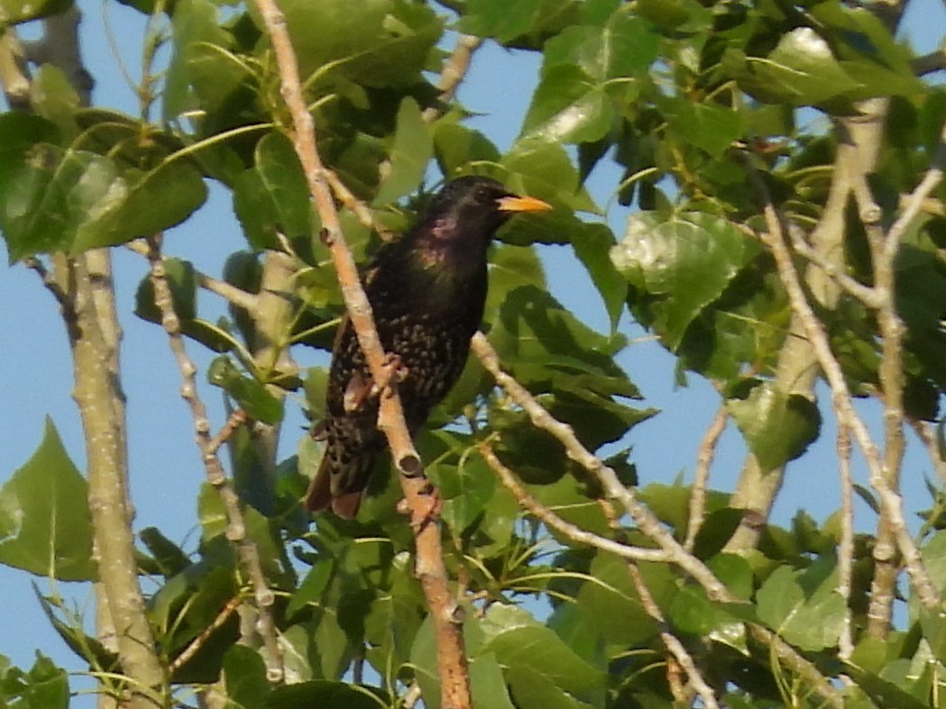 European Starling - ML617642742