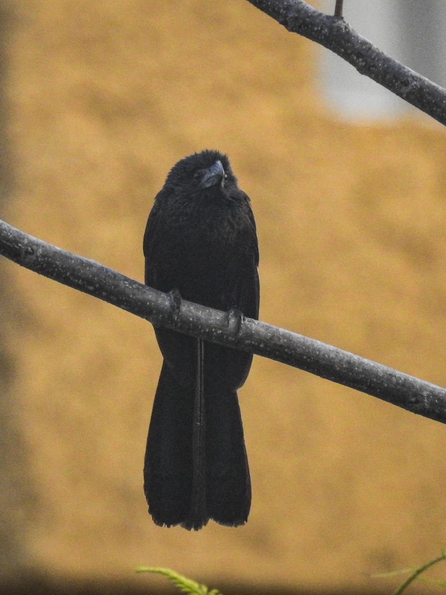 Groove-billed Ani - ML617642745