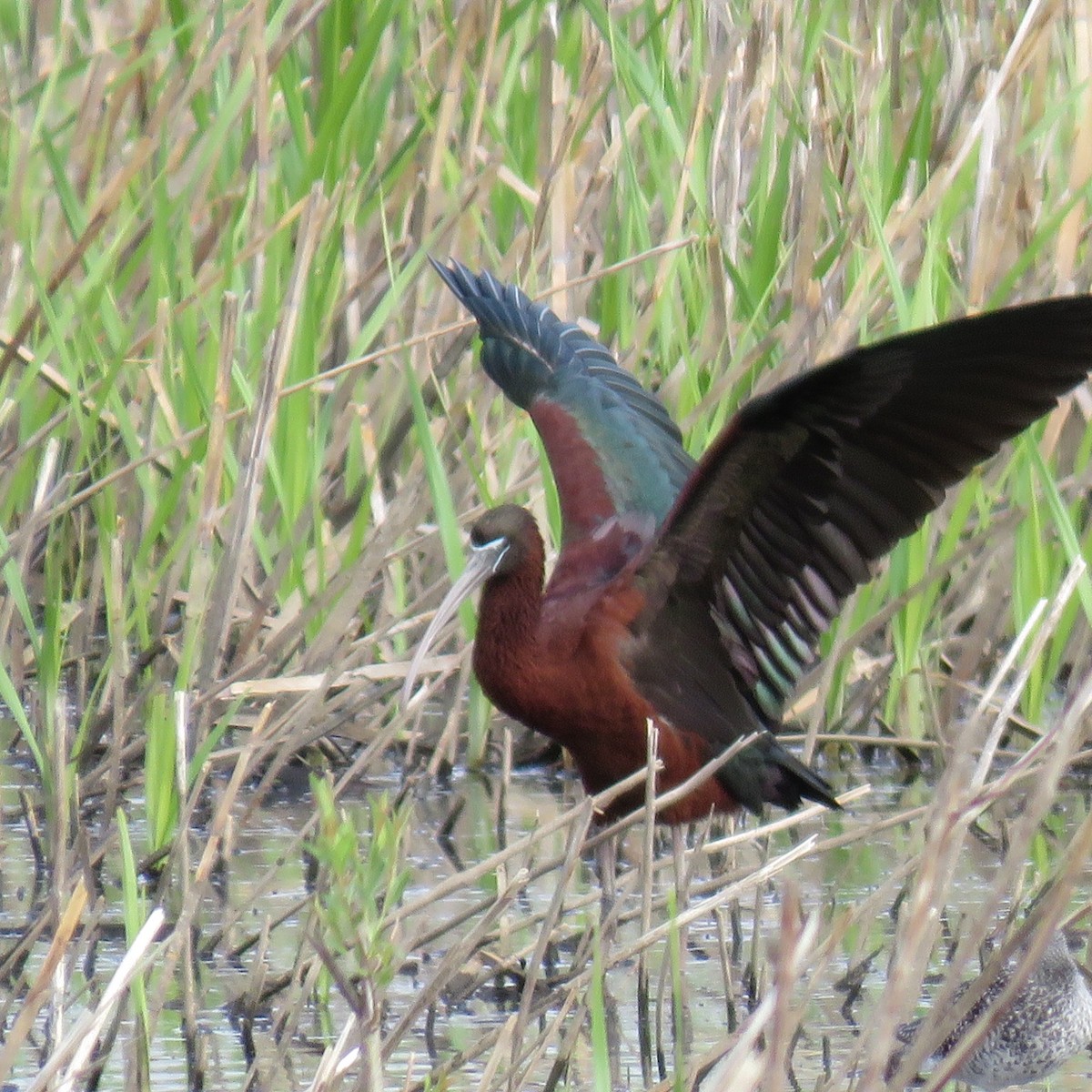 Glossy Ibis - ML617642750