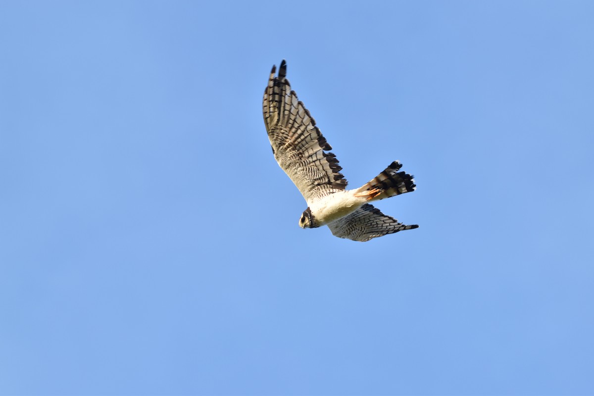 Long-winged Harrier - Patrick Palines