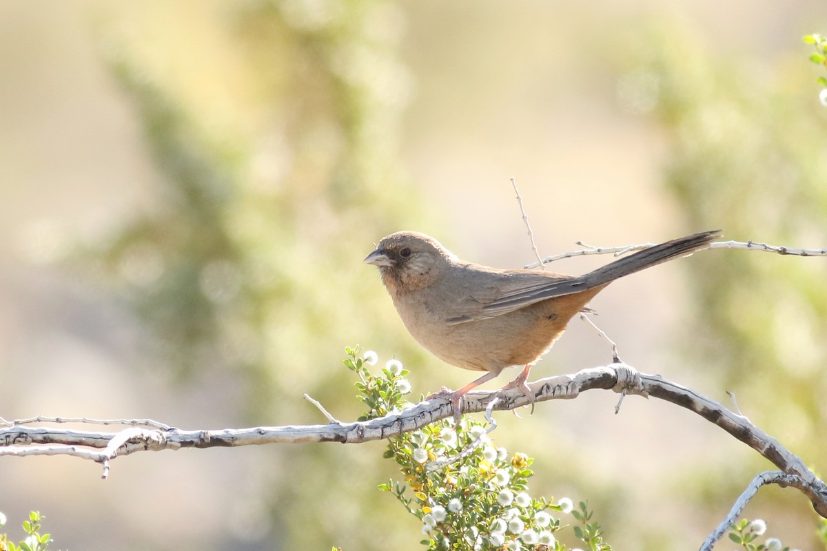 Abert's Towhee - ML617642778