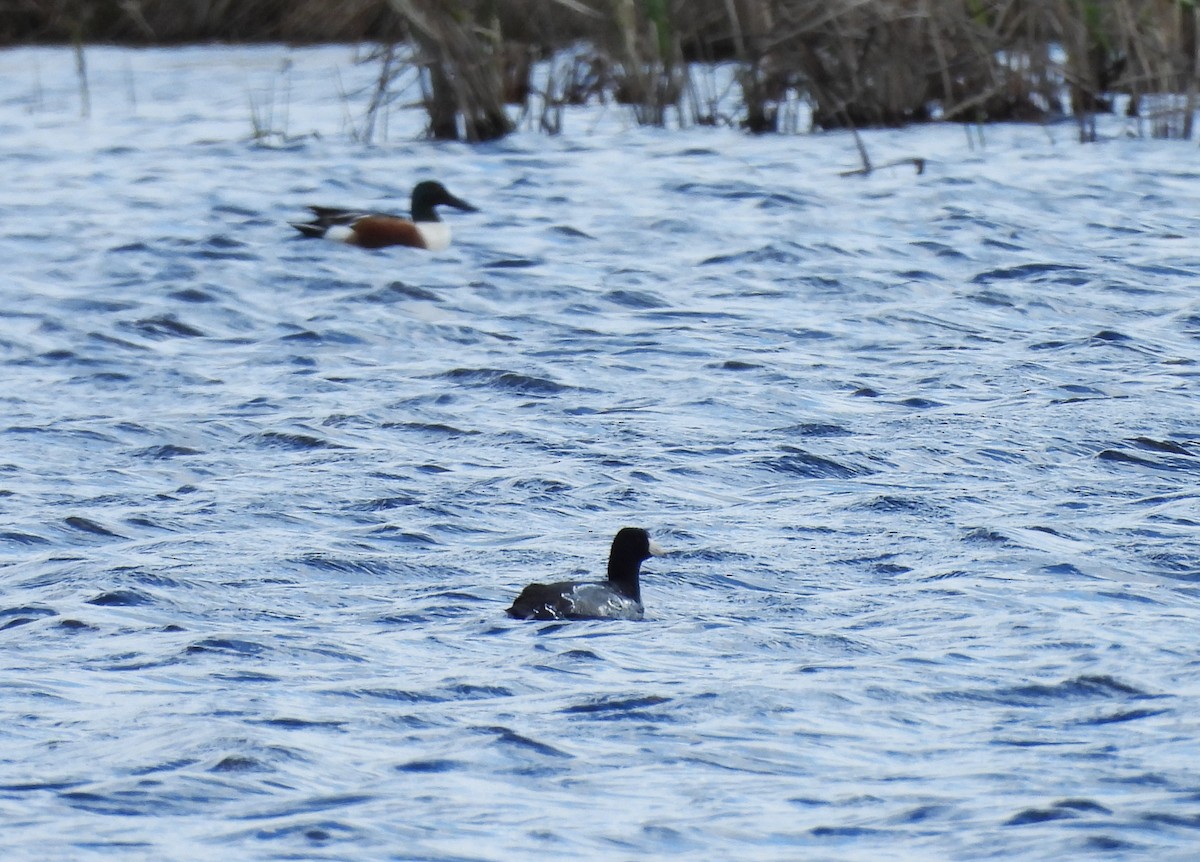 Northern Shoveler - ML617642827