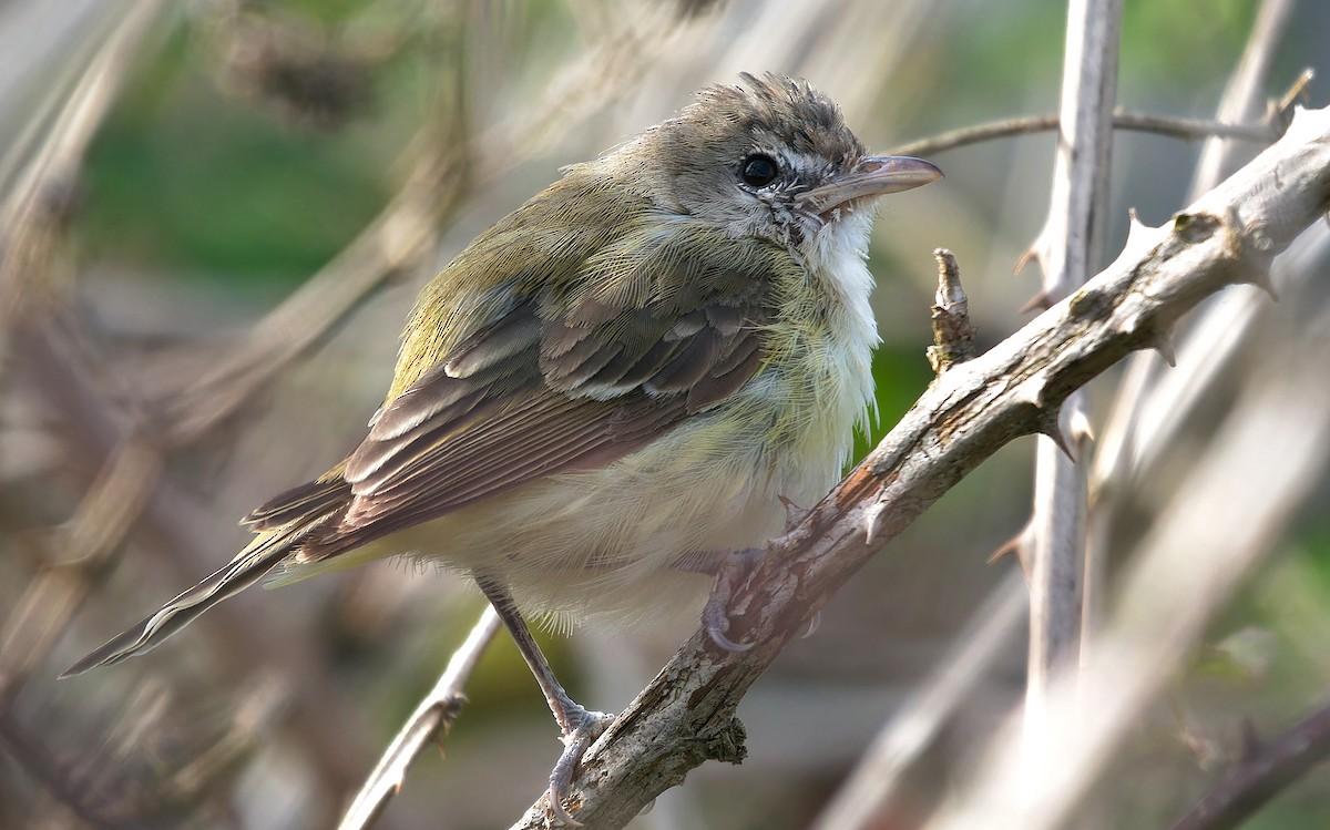 Bell's Vireo (Eastern) - ML617642872