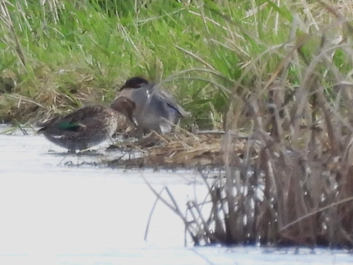 Green-winged Teal - ML617642904