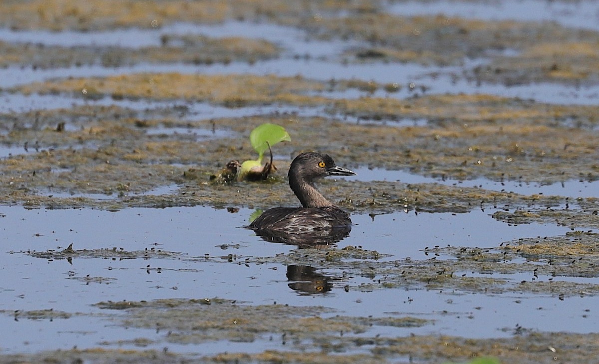 Least Grebe - Carles Juan-Sallés