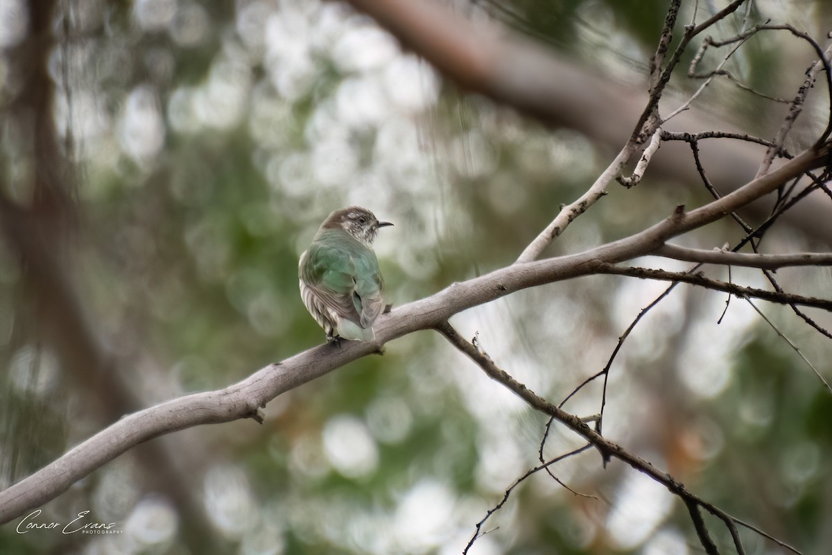 Shining Bronze-Cuckoo - ML617642915