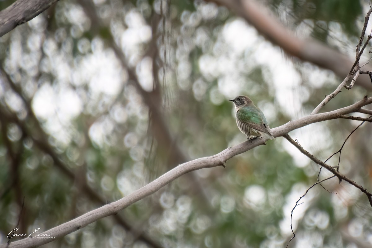 Shining Bronze-Cuckoo - ML617642916