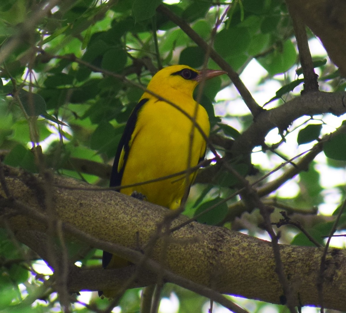 Indian Golden Oriole - ML617642951