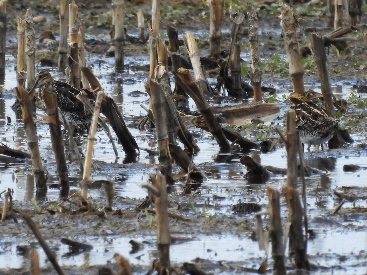 Wilson's Snipe - ML617642999