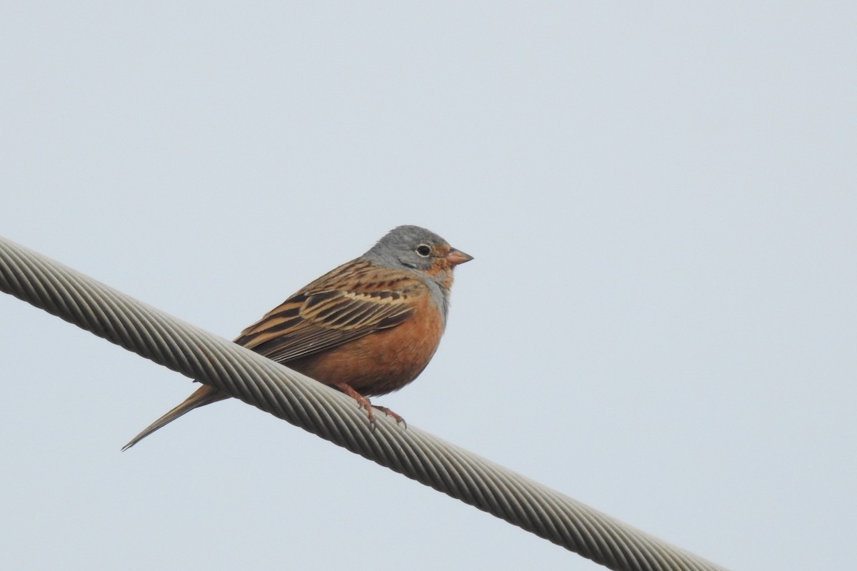 Cretzschmar's Bunting - ML617643060