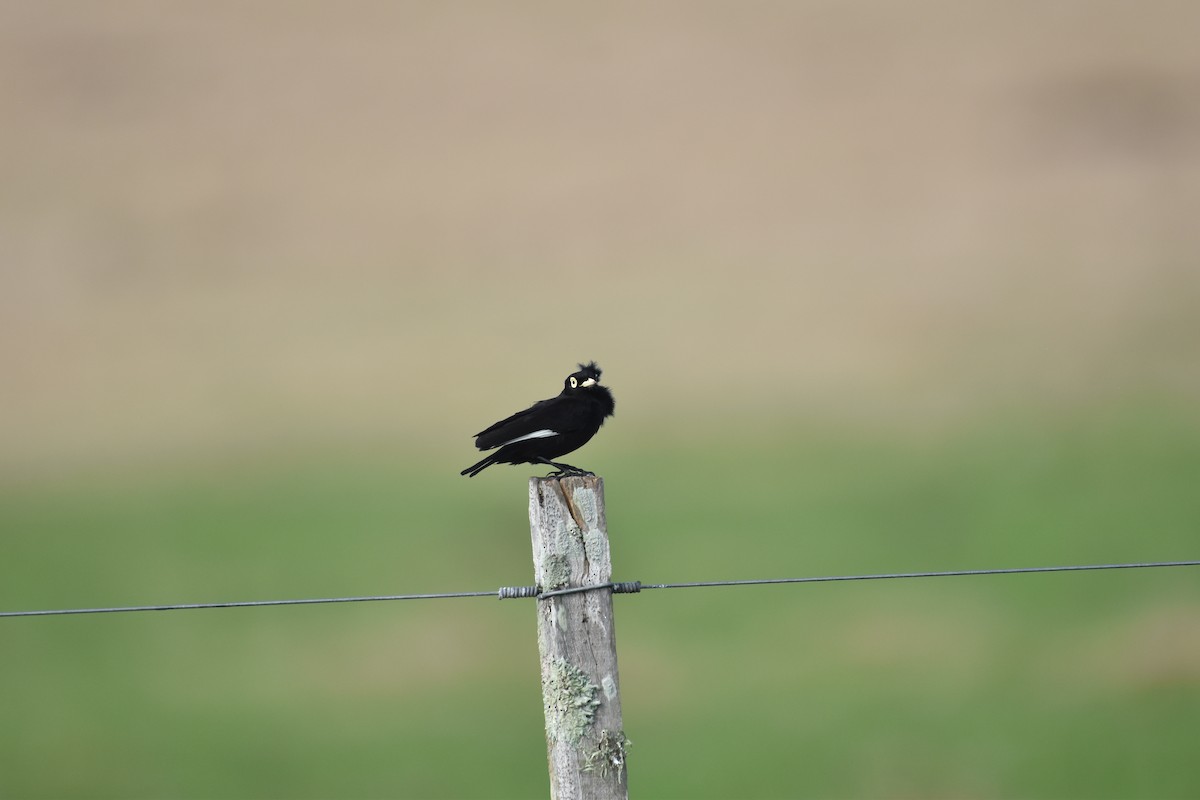 Spectacled Tyrant - Patrick Palines