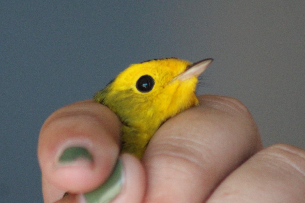 Wilson's Warbler - ML617643090