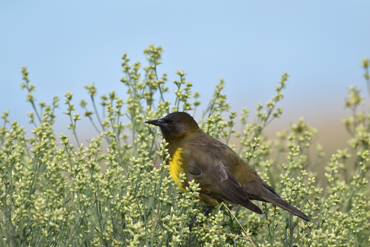 Brown-and-yellow Marshbird - Patrick Palines