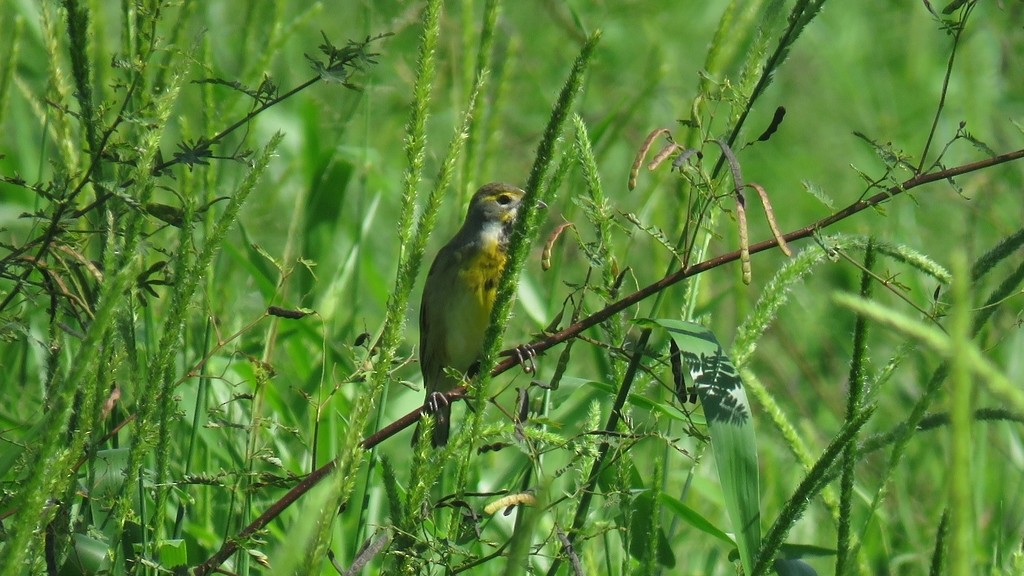 Dickcissel - Rogers "Caribbean Naturalist" Morales