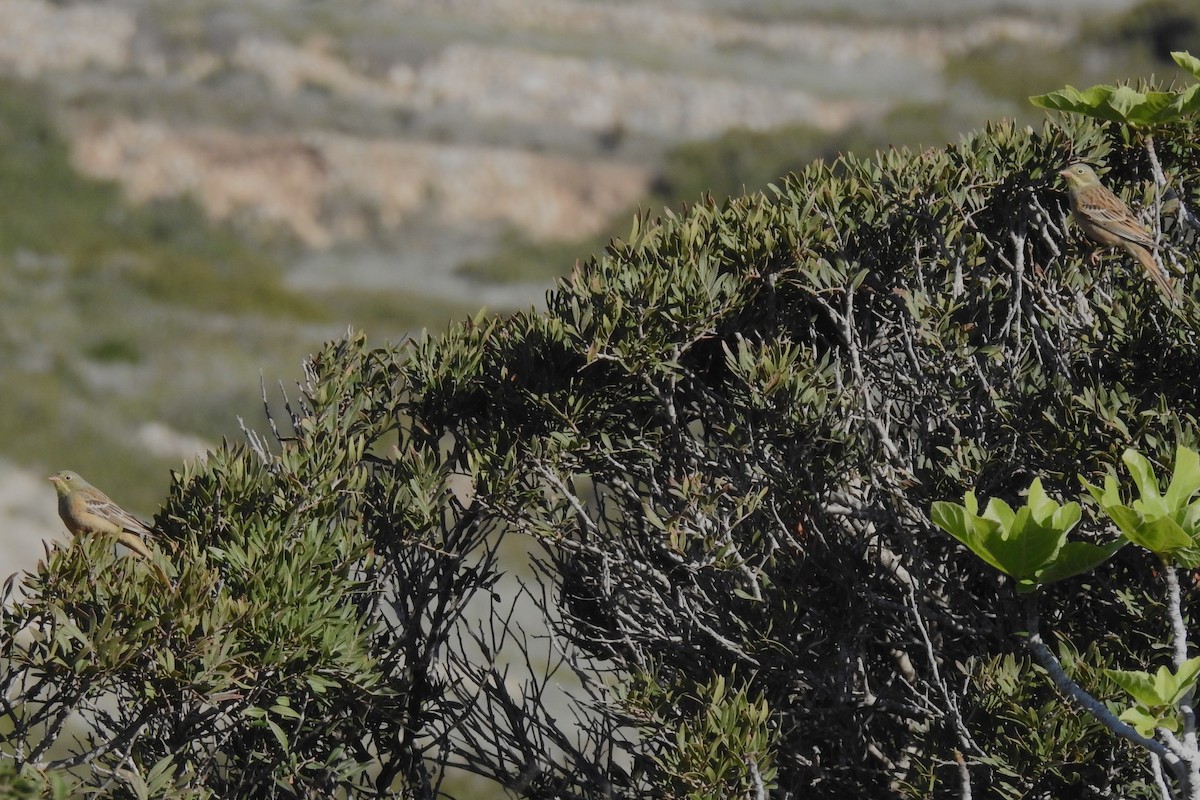 Ortolan Bunting - Aris Vouros